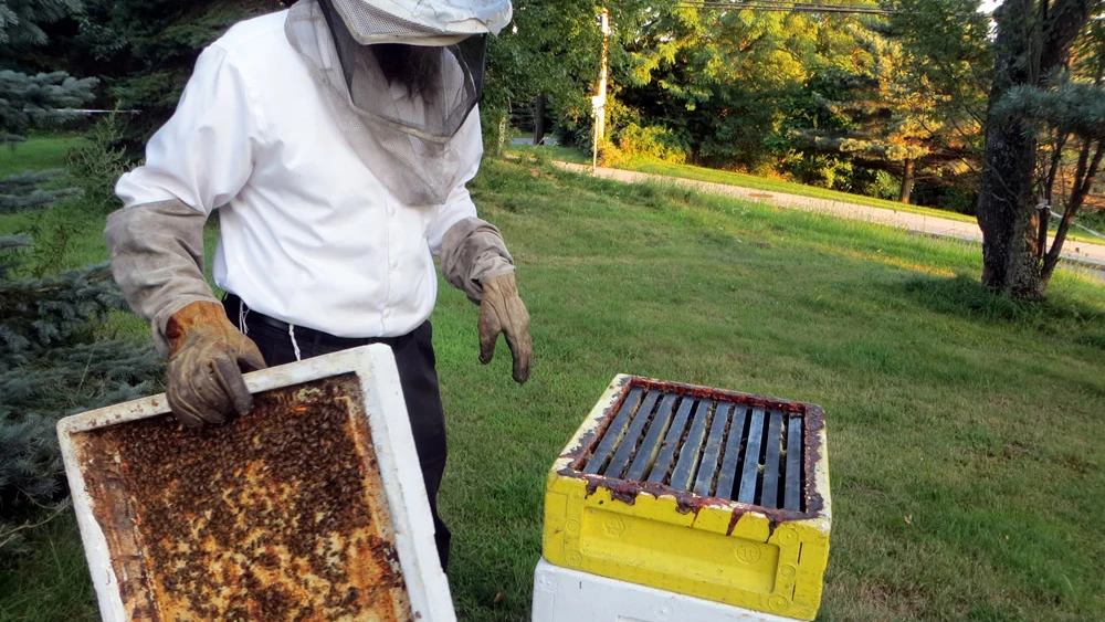 The rabbi takes off one of the frames to show the inside of the hive. Photo by Carin M. Smilk.