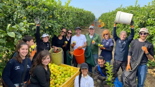 Volunteers pick citruses in Moshav Shokeda near the Gaza border on Jan. 25, 2024. Credit: Courtesy of Ariel Konstantyn.