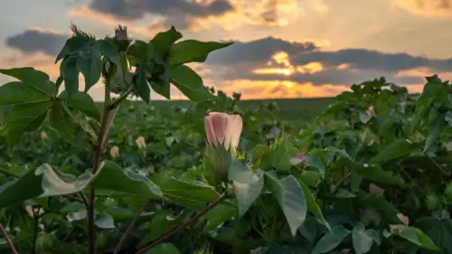 A field of roses in Timorim in southern Israel on Aug. 8, 2019. Photo by Mila Aviv/Flash90.