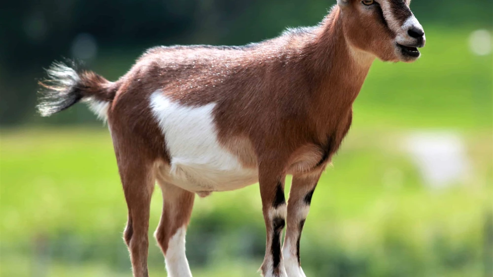 Goat. Credit: Armin Kübelbeck/Pixabay.