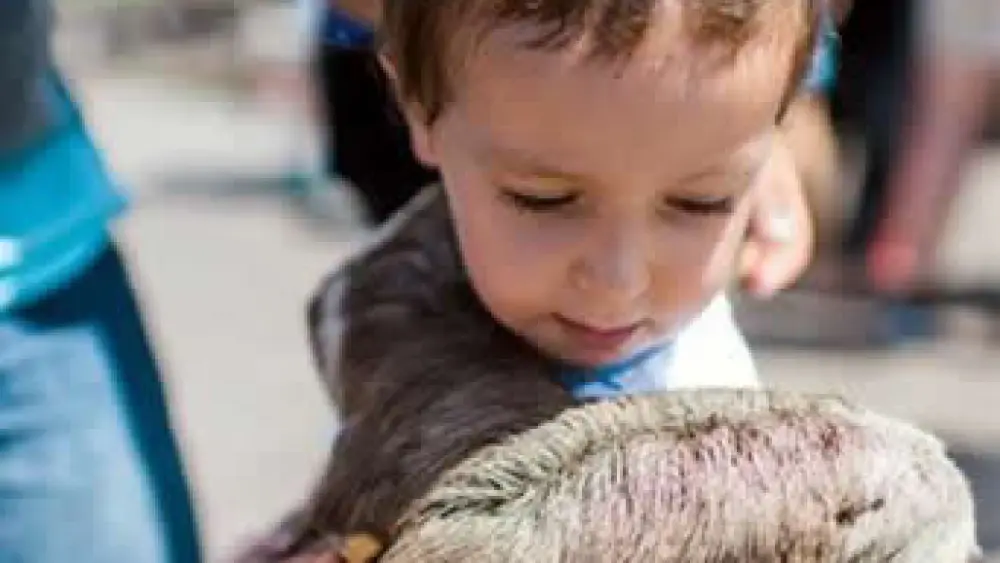 When you live near the jungle, who needs a zoo? Credit: Chabad.org/News.