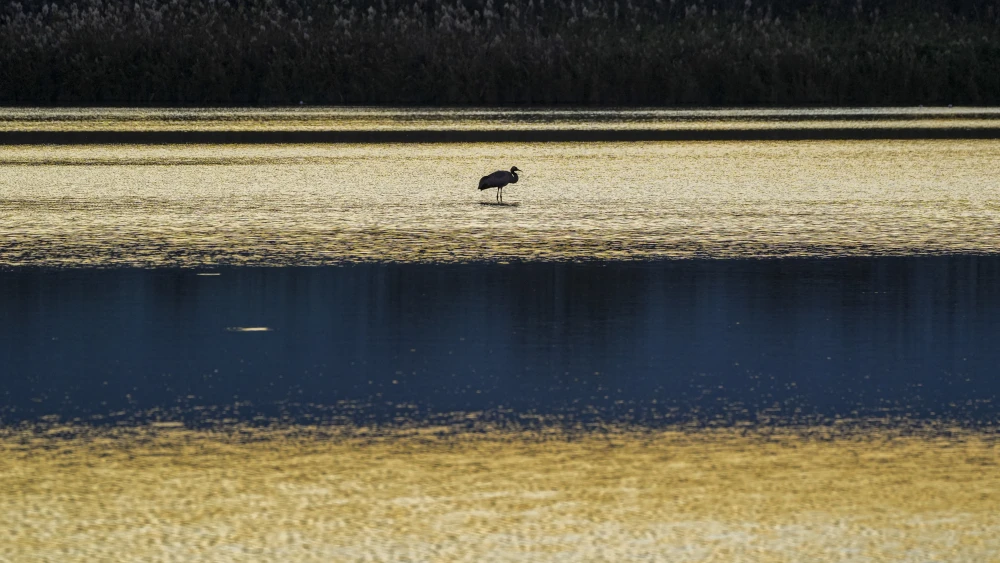 Cranes and Flamingos seen at the Hula Valley lake, northern Israel on Jan. 15, 2026. Photo by Ayal Margolin/Flash90.