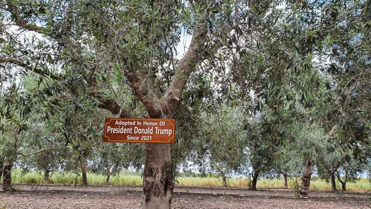 Israel Silver Tree ‘My Tree in Israel’: A new way to connect with the holy land - Israel ...