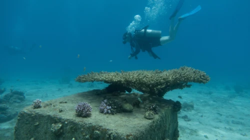 A scuba diver in the Gulf of Eilat, Red Sea, on May 19, 2018. Photo by Maor Kinsburksy/Flash90.