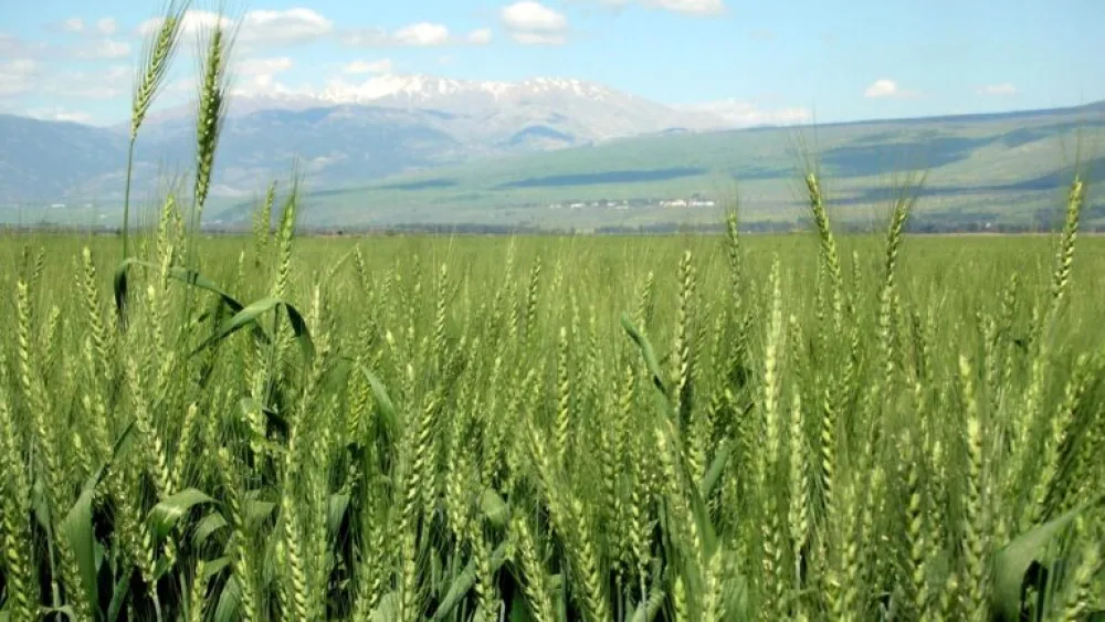 Wheat fields in the Hula Valley in northern Israel. Credit: Wikipedia.