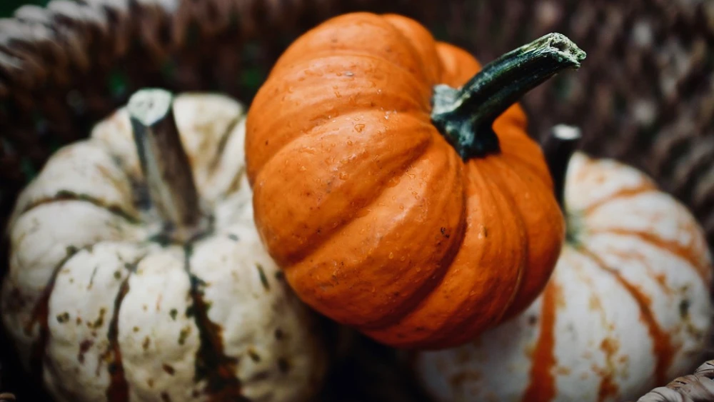 Pumpkins. Credit: Pixabay.