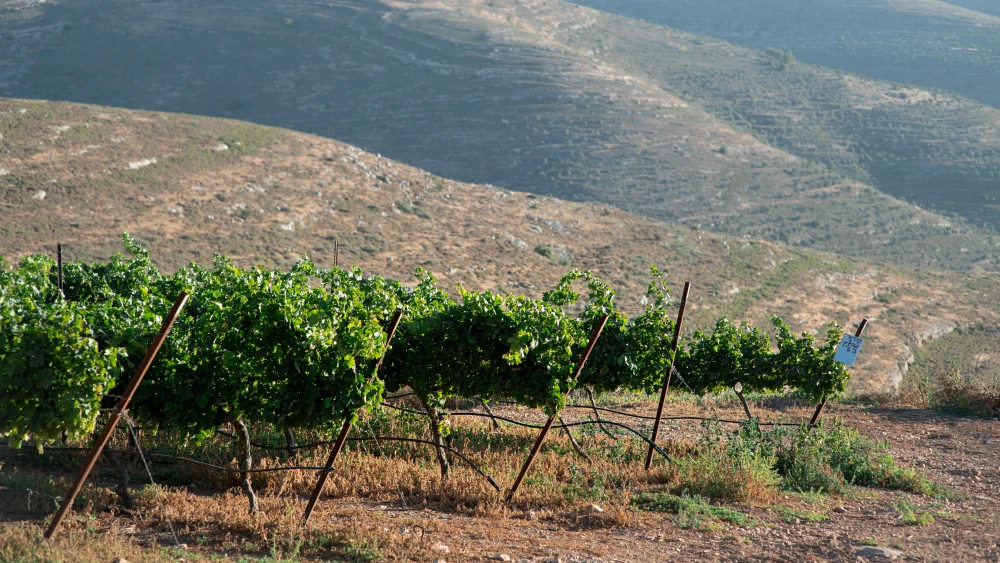 The Judea and Samaria hills where Shiloh Winery is located. Credit: Wine on the Vine.