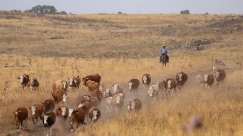 Israeli cowboys collect a herd of cattle to separate the bulls from the females, at their farms in Northern Israel. June 12, 2018. Photo by Maor Kinsbursky/Flash90.