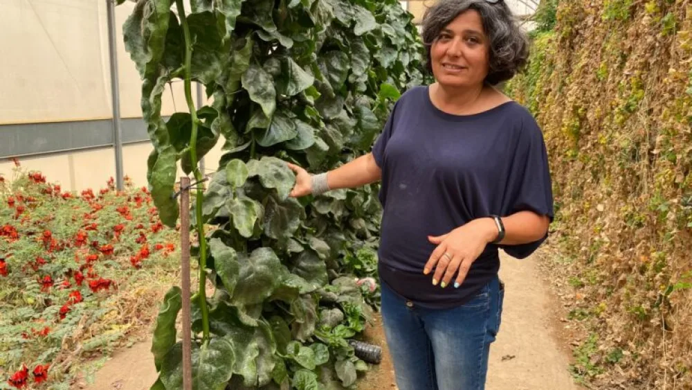 Maayan Kitron of the Arava R&D Center showing Gulliver’s spinach. Photo by Abigail Leichman.