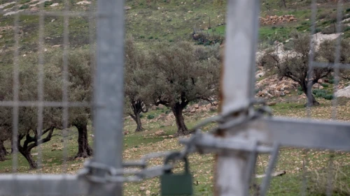 A view of the separation wall and fields of olive trees next to the eastern Jerusalem village of Abu Dis, Feb. 2, 2020. Photo by Olivier Fitoussi/Flash90.