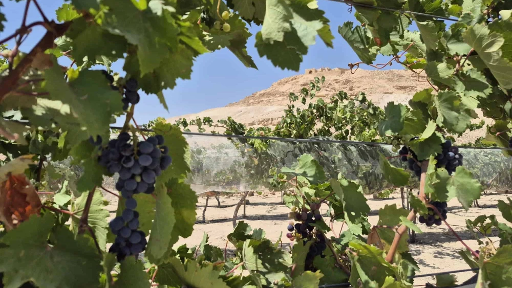 1,500-year-old Byzantine grape varieties harvested in the Negev desert. Credit: Lior Schumer, Israel Nature and Parks Authority