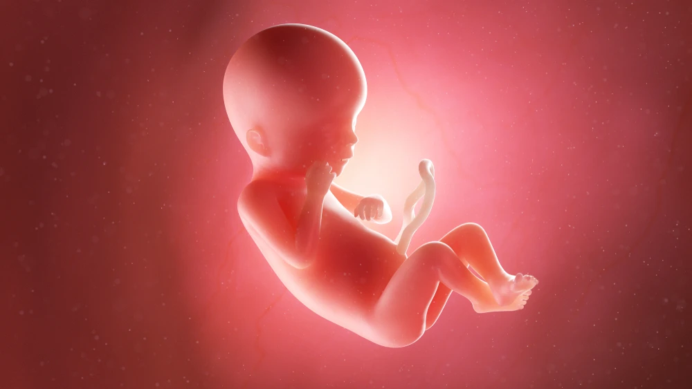 Illustration of a human fetus. Source: Shutterstock