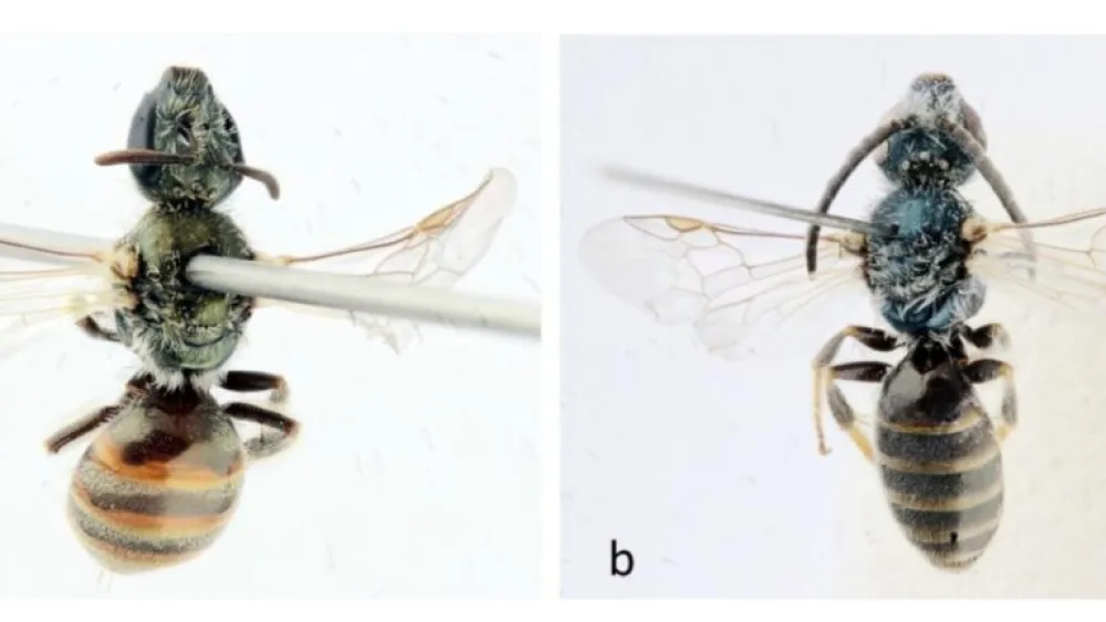 The newly discovered Lasioglossum dorchini bees—female on left, male on right. Photo by Alain Pauly/Belgian Journal of Entomology.
