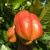 The ackee. Credit: Jerome Walker via Wikimedia Commons.