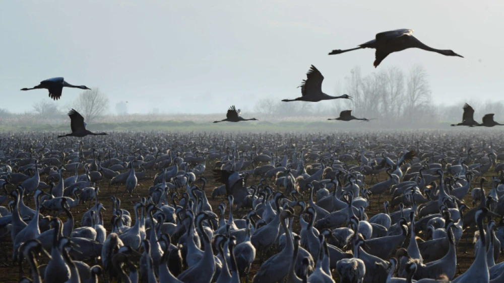 Cranes in the Hula Valley in northern Israel, on Feb. 24, 2020. Photo by Tomer Neuberg/Flash90.