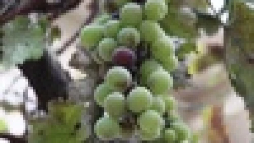 Tzora Vineyards in the Judean Hills. Credit: Lisë Stern.