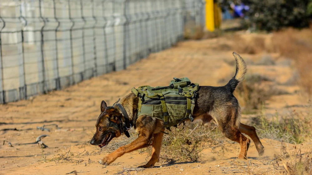 Soldiers from the IDF’s Oketz canine unit patrol in Kerem Shalom on the Gaza-Israel-Egypt border, May 18, 2022. Photo by Michael Giladi/Flash90.