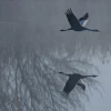 Cranes seen at the Hula Valley lake in northern Israel on Jan. 26, 2023. Photo by Tomer Neuberg/Flash90.