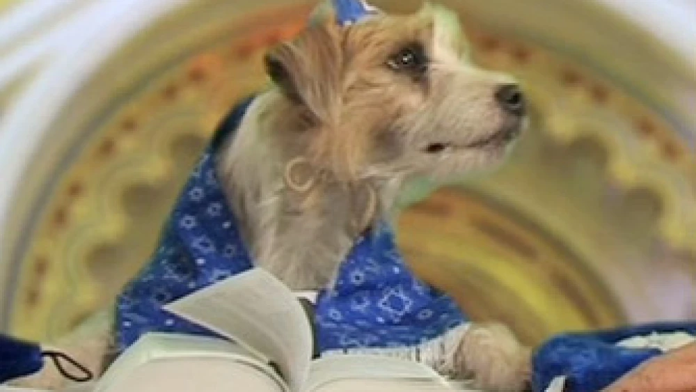 "Elvis" Best performs his "arf-tara" at a bark mitzvah in 2008. Credit: Molly Kravitz.