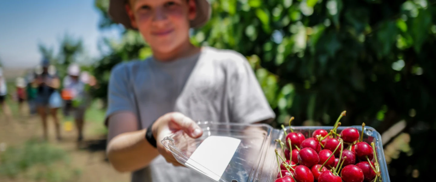 Cherry picking near Kibbutz Ein Zivan in the Golan Heights, on Shavuot, June 5, 2022. Photo by Michael Giladi/ Flash90.