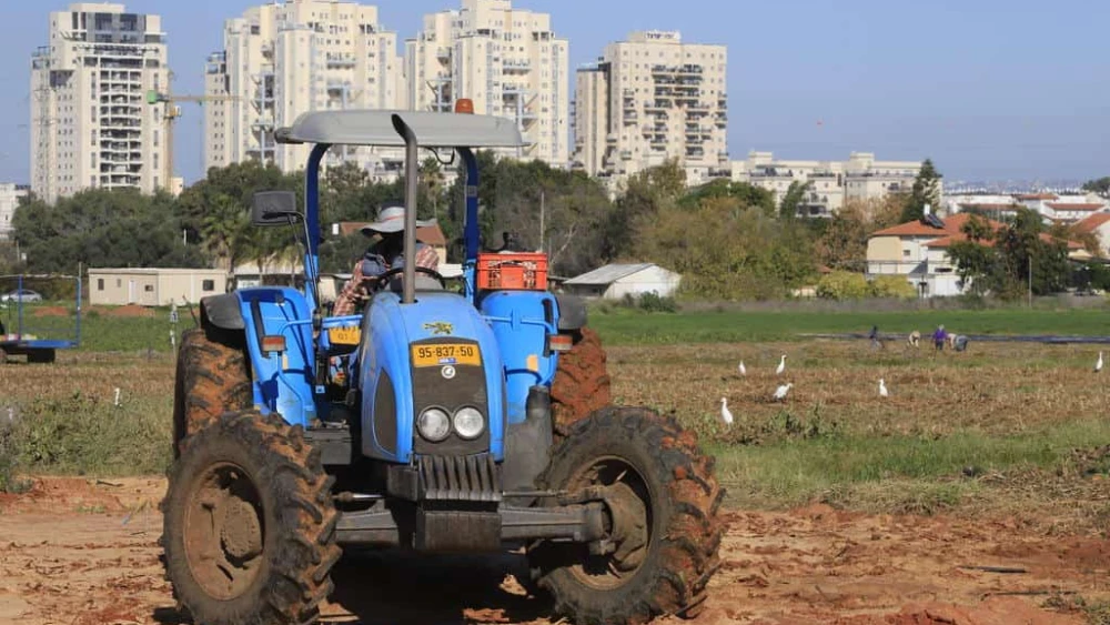 Farmers work the fields of Moshav Nehalim, south of Petach Tikvah, Dec. 27, 2020. Photo by Eitan Elhadez-Barak/TPS.