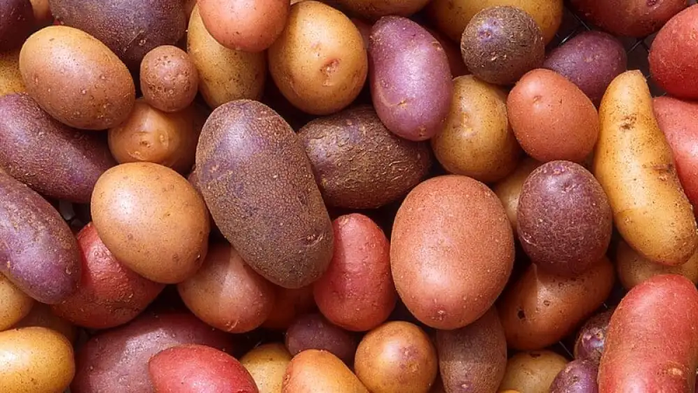 Baby Potatoes