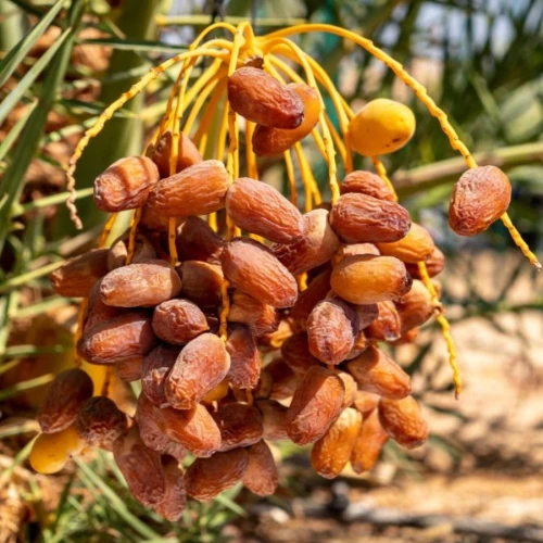 Dates growing on Hannah, a tree germinated from ancient seeds in Israel. Photo by Marcos Schonholz/Arava Institute.