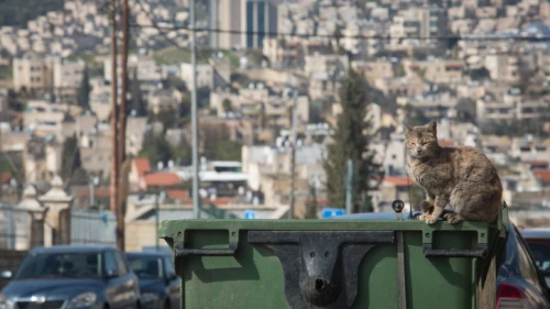 A cat sits on a garbage bin overlooking the Beit Safafa neighborhood in Jerusalem, Feb. 11, 2019. Credit: Hadas Parush/Flash90.