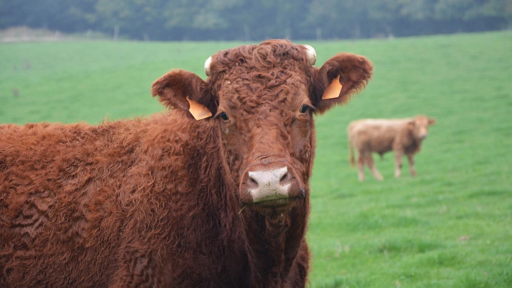 Red heifer. Credit: JACLOU-DL/Pixabay.