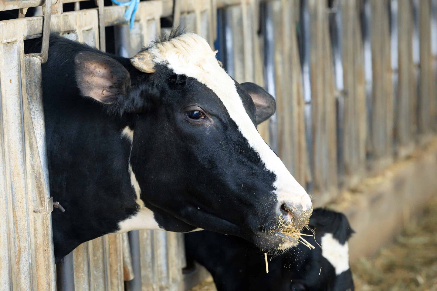 Cows in Israel