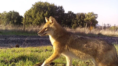 A long-furred jackal on the Golan Heights. Photo by Shlomo Preiss-Bloom/Scientific Reports via TPS.