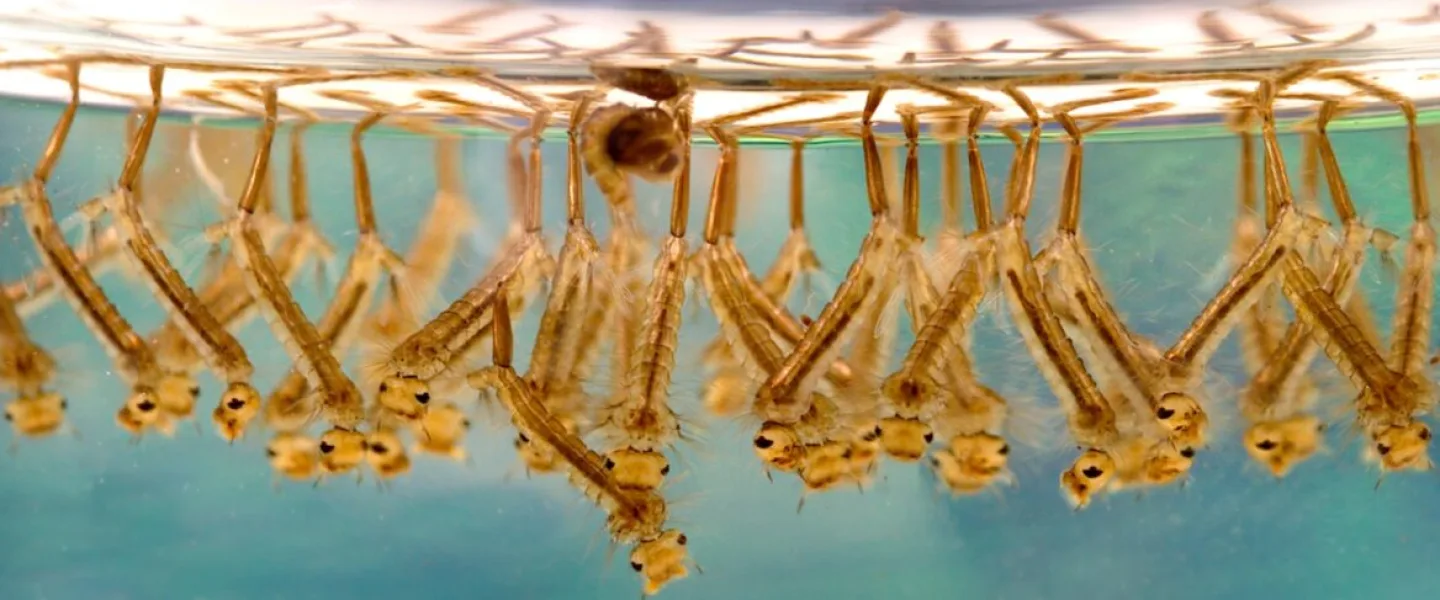 Mosquito larvae in stagnant water. Credit: James Gathany of the CDC in PLoS Biology, courtesy of Wikimedia Commons.
