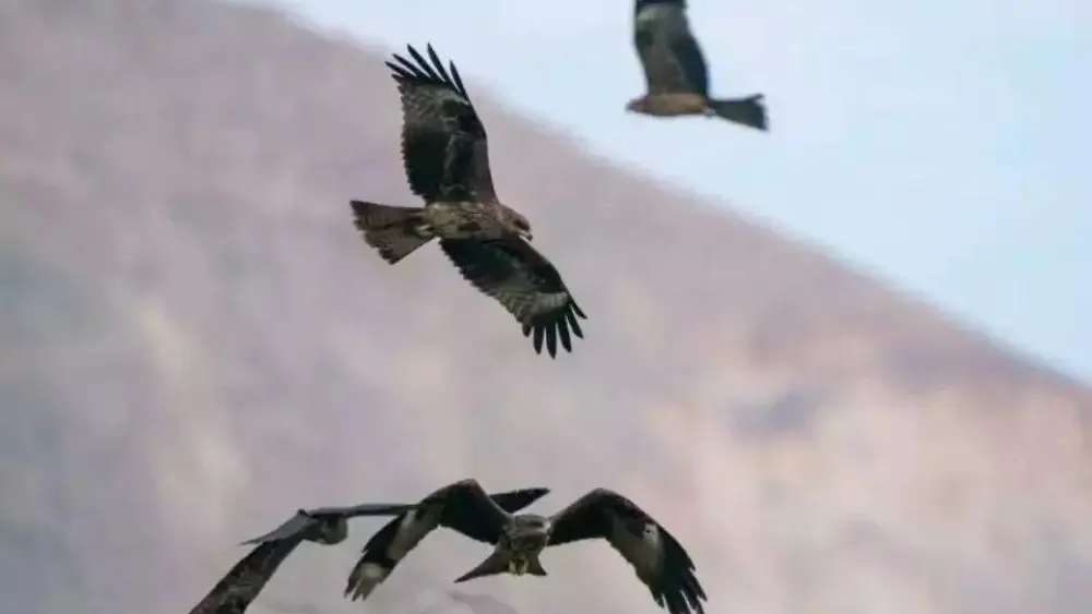 Tens of thousands of predatory birds migrate to Israel. Photo by Yaron Charka.