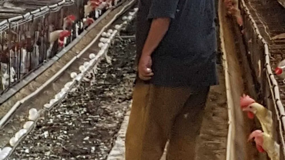 Professor Israel Rozenboim at a chicken coop in northern Israel. Photo courtesy of Israel Rozenboim.