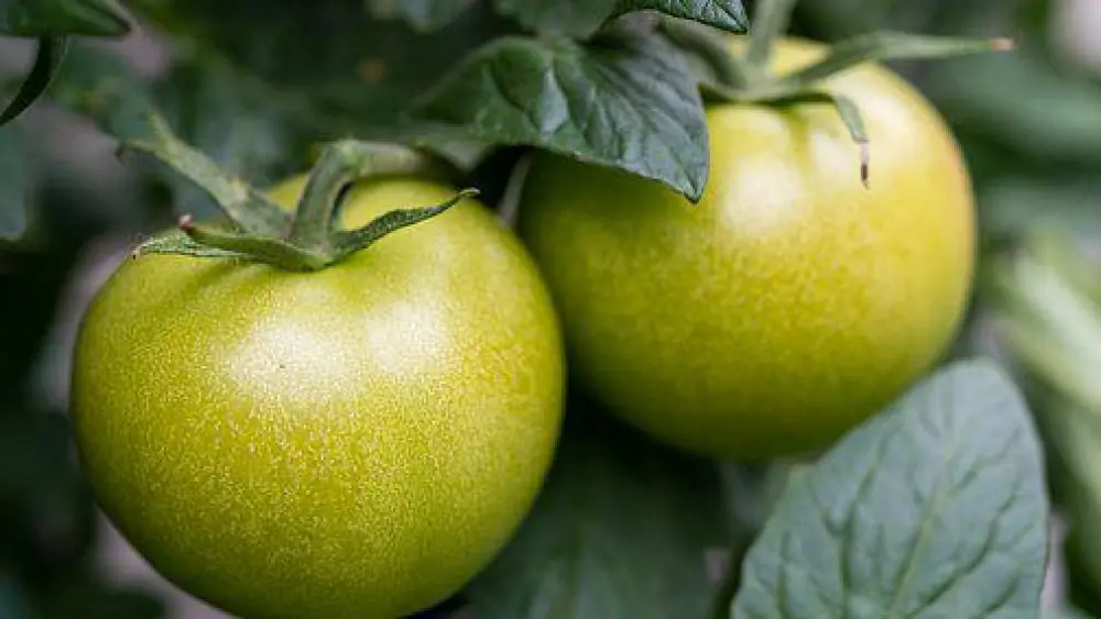 Green Tomatoes