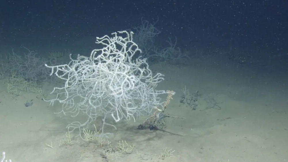 A white species of black coral was photographed at the Palmahim Slide. Photo courtesy of the University of Haifa and Israel Oceanographic and Limnological Research.