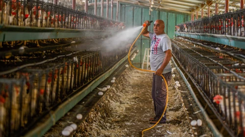 Kobi Sarmili, a farmer in Margaliot, uses a water hose to cool his chickens during a heavy heat wave at the farm, Aug. 14, 2023. Photo by Ayal Margolin/Flash90.