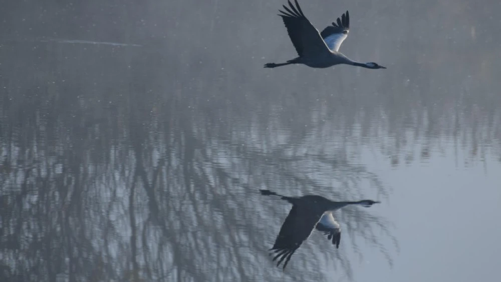 Cranes seen at the Hula Valley lake in northern Israel on Jan. 26, 2023. Photo by Tomer Neuberg/Flash90.