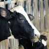 Cows in Israel