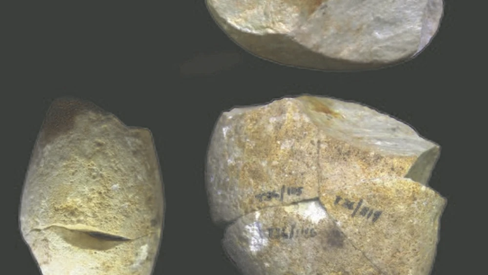 The oldest-known grinding tool, found in the Tabun Cave on Mount Carmel. Credit: Courtesy/Iris Groman Yroslavski.