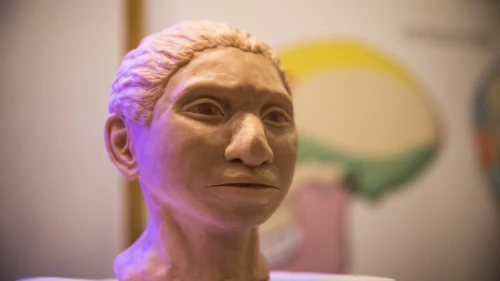 A reconstruction of what an ancient Denisovan female head may have looked like according to researchers from the Hebrew University, on display during a press conference at the Hebrew University on Sept. 19, 2019. Photo by Yonatan Sindel/Flash90.