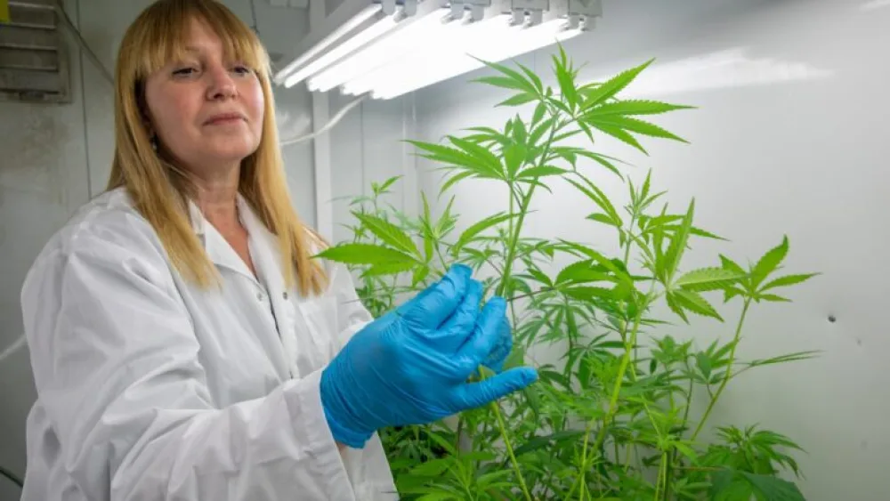 Professor Hinanit Koltai, a senior researcher at the Volcani Center, aims to develop new drugs based on lesser-known substances in the cannabis plant. Photo by Yossi Aloni/Flash90.