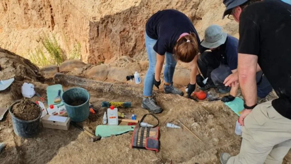 Hunted for food, or for a spiritual reason? Experts will be examining the tusk closely for information. Photo by Yoli Schwartz, Israel Antiquities Authority.