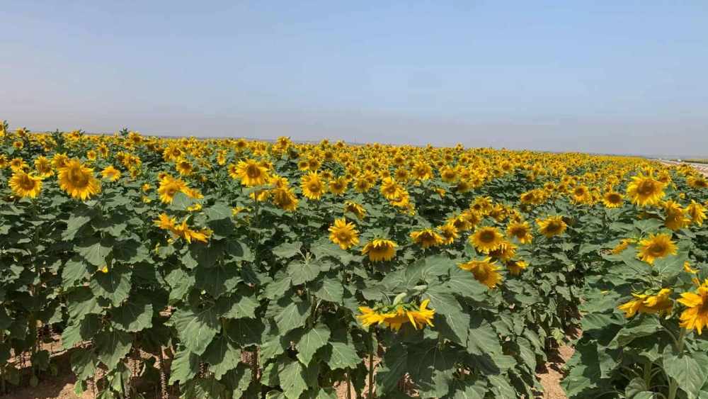 Sunflowers in Southern Israel