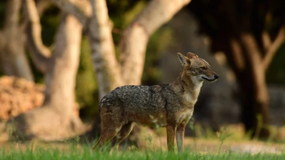 A jackal is seen at Hayarkon Park in Tel Aviv on Sept. 3, 2022. Photo by Tomer Neuberg/Flash90.