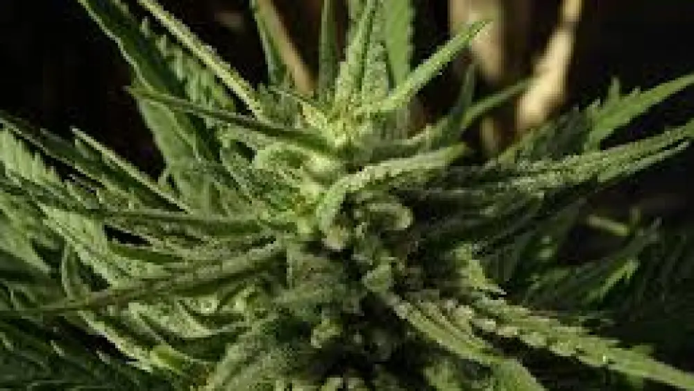 Cannabis flower. Credit: Max Pixel/Creative Commons.