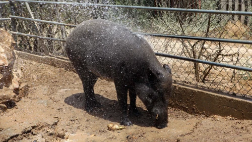 A wild boar seen during a hot day at the zoo in Beersheva, May 19, 2015. Photo by Flash90.