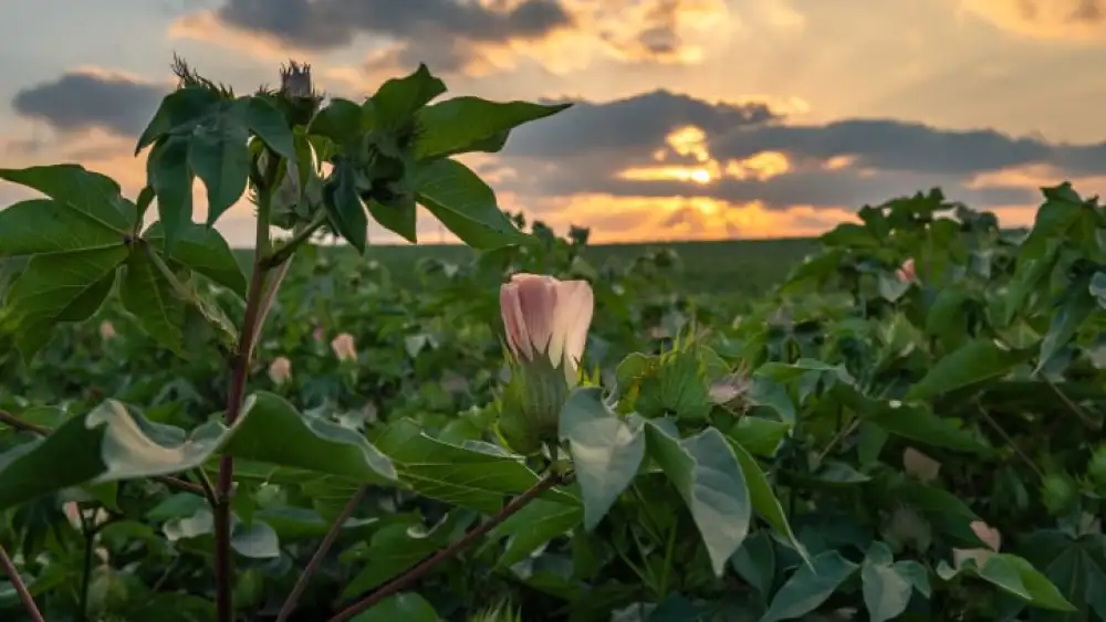 A field of roses in Timorim in southern Israel on Aug. 8, 2019. Photo by Mila Aviv/Flash90.