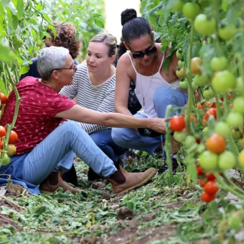 Israeli volunteers help out with tomatoes harvest at a moshav in the Sharon area, Nov. 6, 2023. Photo by Yossi Zamir/Flash90.