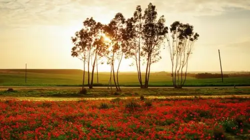 Sha’ar HaNegev, the Jewish Federation of San Diego's sister city in Israel. Credit: Chanan Getraide via Wikimedia Commons.